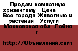 Продам комнатную хризантему › Цена ­ 250 - Все города Животные и растения » Услуги   . Московская обл.,Лобня г.